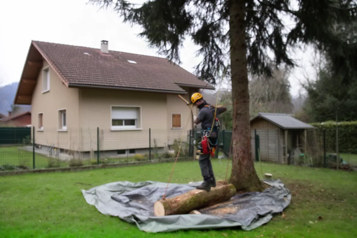 Démontage sécurisé d’un arbre près d’une maison à Argonay
