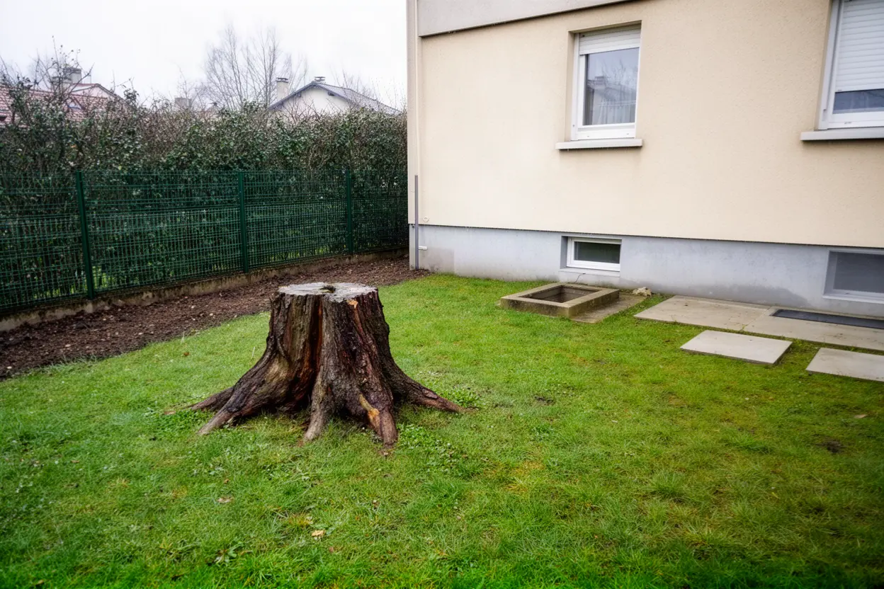 Souche de conifère avant rognage dans jardin à Poisy