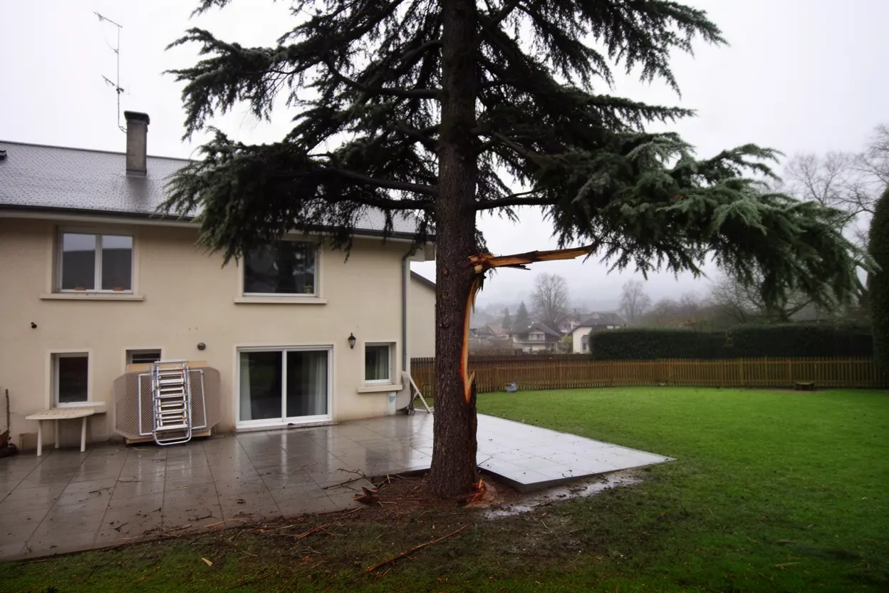 Cèdre fracturé menaçant une terrasse à Annecy